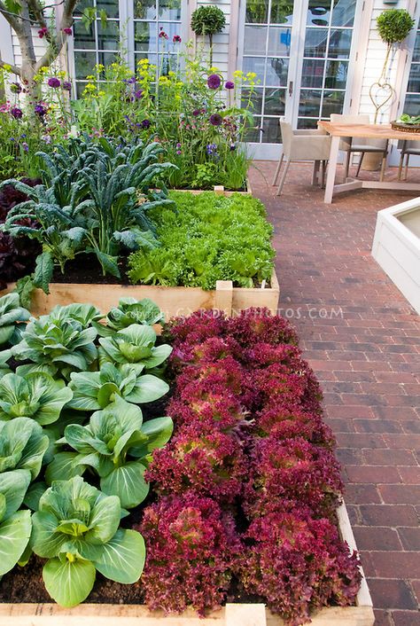 Kitchen Garden~ rows of red lettuces, green lettuce, kale, pak choi, salad greens, flowers House Suburban, Urban Backyard, Brick Patio, Green Lettuce, Vegetable Garden Raised Beds, Salad Greens, Pak Choi, Suburban House, Garden Types