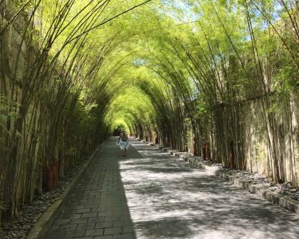 Phyllostachys nigra Boryana - Wisley RHS Garden Phyllostachys Nigra, Black Bamboo, Country Roads, Yard, Google Search, Road, Green, Black