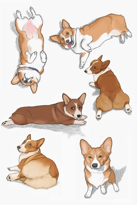 corgi drawing | corgi drawing cute | corgi drawing easy | corgi drawing illustration | corgi drawing tutorial | Corgi Draws | Corgi Drawings | coacoa corgi draws | Corgi Drawing | Corgi drawings | Corgi drawings | Corgi Drawing, Corgi Art, 강아지 그림, Corgi Puppy, Cute Corgi, Dog Illustration, Animal Sketches, Corgi Dog, Dog Drawing