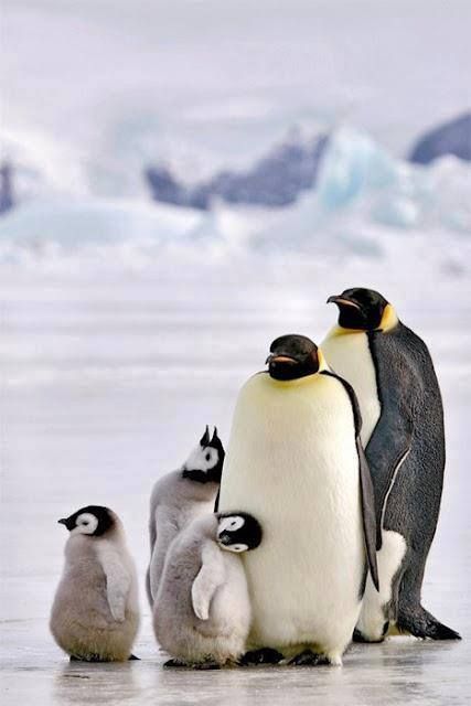 Penguins Funny, Penguin Love, Emperor Penguin, Baby Penguins, Baby Animals Funny, Cute Penguins, Animal Tattoos, Beautiful Family, 귀여운 동물