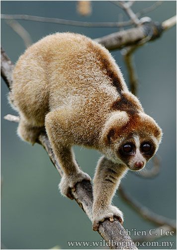 Loris Animal, Asian Continent, Slow Loris, Tiny Animals, Animal Inspiration, Nocturnal Animals, Exotic Animals, Noah's Ark, Amazing Animals