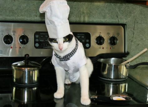 Top 10 Funny Images of Cats Cooking Images Of Cats, Chef Cat, Chef Cats, Dog Top, Celebrity Chef, 10 Funniest, Dancing Cat, Silly Dogs, Cat Top