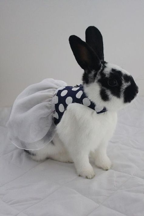 Walking Inspiration, White Harness, Bunny Harness, Crazy Bunny Lady, Bunny Outfits, Cutest Bunny Ever, Bunny Lady, Bunny Room, Pet Bunny Rabbits