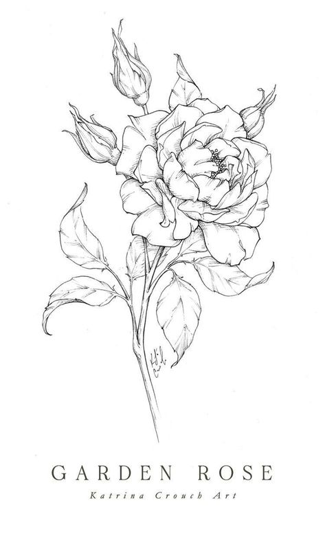 #CoolTattoos #TattooArt #InkMaster #TattooDesigns #InkedUp #TattooLovers #InkInspiration #TattooIdeas #CreativeInk #TattooStyle Garden Rose Illustration, Roses Botanical Illustration, Garden Roses Drawing, Ink Rose Drawing, Garden Rose Drawing, Roses Line Drawing, Flower Line Drawing Botanical Illustration, Rose Botanical Drawing, Rose Illustration Design