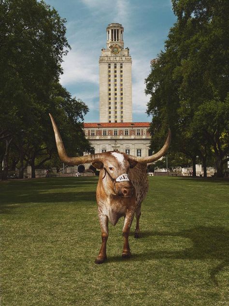 Bevo and the University of Texas Ut Texas, University Of Texas At Austin, Ut Longhorns, Texas Longhorns Football, Longhorns Football, Republic Of Texas, Longhorn Cattle, Ut Austin, Only In Texas