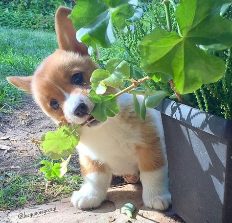 Corgi Puppies For Sale, Corgi Facts, Cute Corgi Puppy, Pembroke Welsh Corgi Puppies, Corgi Puppies, Corgi Pictures, Welsh Corgi Puppies, Corgi Puppy, Cute Corgi