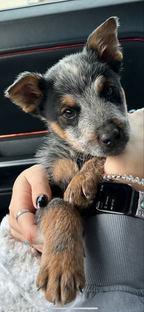 Blue Cattle Dog Puppies, Cute Blue Heeler Puppies, Mini Australian Cattle Dogs, Texas Heeler Puppy, Blue Heeler Aesthetic, Bekah Core, Mini Blue Heeler, Western Puppy, Farm Puppy