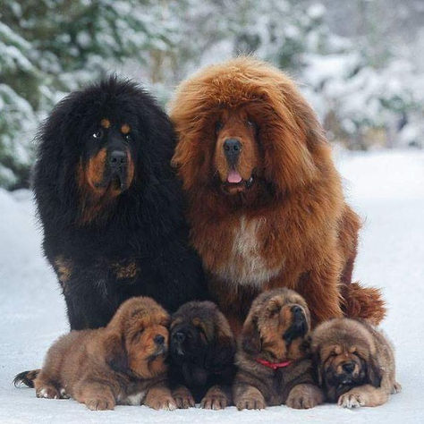 Family Tibetan Dog, Tibetan Mastiff Puppy, Tibetan Mastiff Dog, Tibetan Mastiff, Mastiff Dogs, Lion Dog, Dog Line, Giant Dogs, Dog Wallpaper