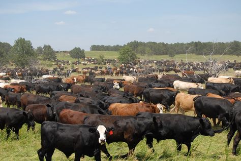 6 REASONS WE NEED GRAZING ANIMALS.  Grasslands need grazing animals as much as humans do, but with the right timing and concentration. Cow Holstein, Cattle Grazing, Ferdinand The Bulls, Beef Farming, Ranches Living, Raising Cattle, Africa Animals, Beef Cattle, Cattle Ranching