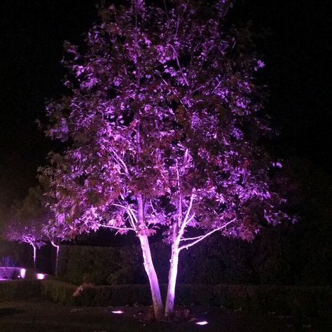 Light up your yard with the beautiful landscape tree lighting of SPJ. Our spotlighting program adds a warm inviting glow to your home, adding value and security to homeowners. Tree Spotlight, Landscape Lights, Pool Supplies, Outdoor Light Fixtures, Landscape Trees, Tree Lighting, Back Garden, Packing Light, Landscape Lighting