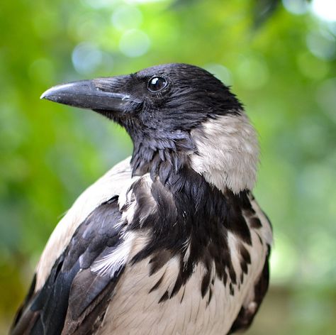 Black and White Crow? Raven Drawing, White Raven, Quoth The Raven, White Crow, Black Magick, Crow Bird, Black Birds, Jackdaw, Raven Art