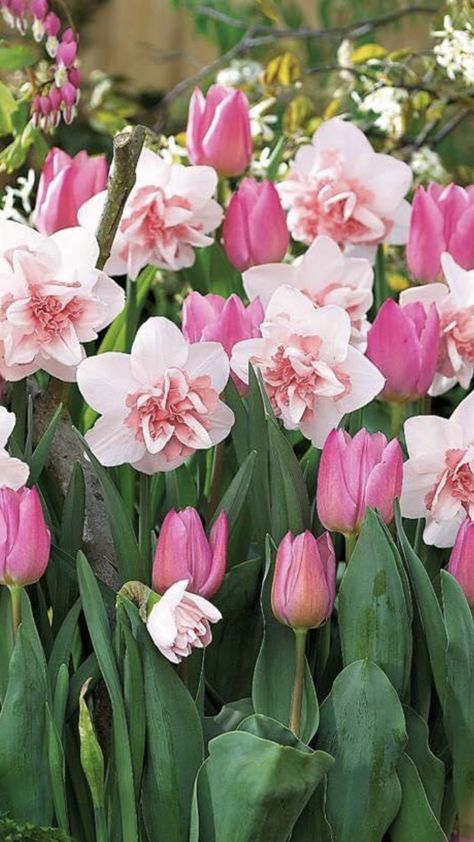 Narcissus Bulbs, Toxic Plants, Garden Gate Design, Tulips Garden, Garden Bulbs, Spring Bulbs, Flower Gardens, Yard Work, Garden Care