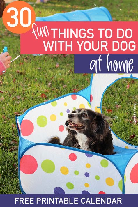 Fun things you can do at home with your dog! Staying home can be fun when you have a dog by your side, and these fun activities will keep you both entertained! Includes a free printable dog activity calendar too. #ad #PackedWeekend #ThePackonPrime Fun Activities To Do With Your Dog, Fun Activities For Dogs, Dog Activity Jar Ideas, Fun Things To Do With Your Dog At Home, Activities To Do With Your Dog, Dog Challenge Ideas, Things To Do With Your Dog At Home, Fun Things To Do With Your Dog, Family Friendly Dogs