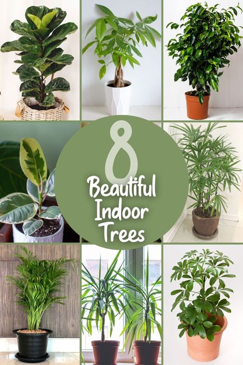 8 Beautiful Indoor Trees To Grow Indoors by simplegardenlife.com Beautiful Indoor Trees, Tree Indoor Plants, Non Toxic Indoor Trees, Tree Like House Plants, Indoor Rubber Tree, Low Light Trees Indoor, Easy Indoor Trees House Plants, Best Indoor Trees For Low Light, Indoor Trees Plants