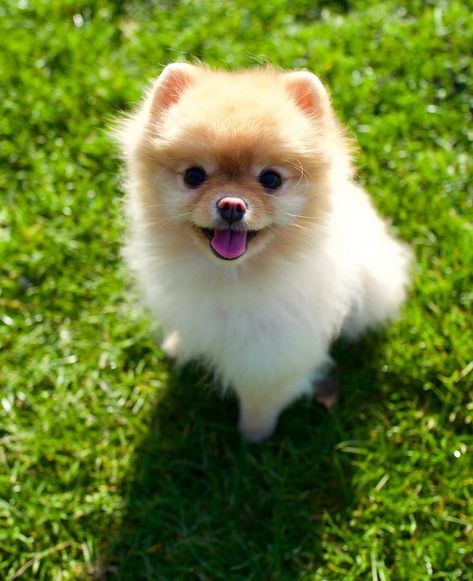 10 Teacup Dog Breeds That Are Irresistibly Adorable Tiny Fluffy Dog, Teacup Puppy Breeds, Teacup Dog Breeds, Pup Cup, Top 10 Dog Breeds, Puppy Products, Yorkshire Terrier Teacup, Teacup Puppy, Teacup Dog