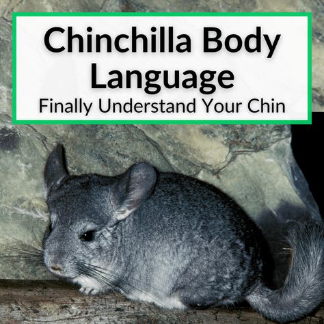 Chinchilla Care, Classroom Pets, Chinchilla Pet, Chinchilla Cage, Exotic Mammals, Dust Bath, Animal Room, In Distress, Pet Rabbit