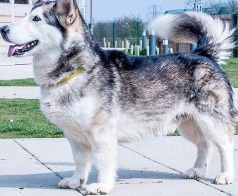 Max (pictured) is a 18.5in high fully-grown husky corgi cross. After being abandoned, he has now taken refuge at the Dogs Trust in Basildon, Essex Corgi Husky Mix, Corgi Mix Breeds, Corgi Cross, Husky Corgi, Pembroke Corgi, Corgi Pictures, Dogs Trust, Corgi Mix, Husky Mom