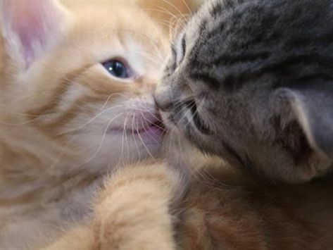 fondo de gatitos tiernos - Buscar con Google | Animal Love ... Two Kittens, Kittens And Puppies, Baby Kittens, Funny Cat Pictures, Cute Cats And Kittens, Cute Kittens, Pretty Cats, Beautiful Cats, 귀여운 동물