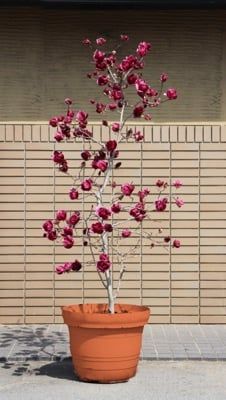 Magnolia Genie | Plantipp Magnolia Liliiflora, Magnolia Soulangeana, Red Magnolia, Magnolia Tree, Magnolia Leaves, Magnolia Trees, Small Trees, Red Flowers, Colorful Flowers