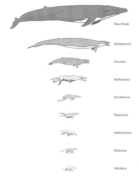 From Bears to Whales: A Difficult Transition | Evolution News Whale Evolution, Evolution Of Animals, Animal Evolution, Evolution Artwork, Extinct Mammals, Ancient Artifacts Prehistoric, Realistic Animal Drawings, Evolution Art, Forensic Anthropology