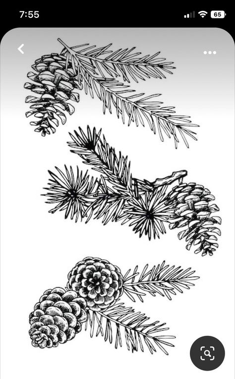 Conifer Tattoo, Felt Burning, Pine Cone Drawing, Pinecone Tattoo, Pine Tattoo, Tree Branch Tattoo, Branch Drawing, Branch Tattoo, Branch Vector