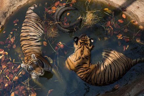 Tiger Temple, Buddhist Monks, Animal Rights Activist, Buddhist Monk, Buddhist Temple, Zoo Animals, Animal Photo, Nature Animals, Easy Paintings