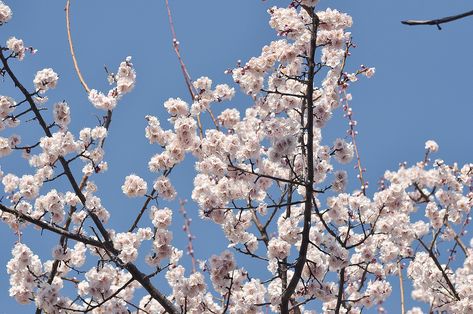 Plum Prunus Mume, #Plum, #Mume, #Prunus Prunus Mume, Plum Blossom, Public Domain Images, Modern Graphic Design, Graphic Design Logo, Free Pictures, Free Photo, Design Logo, Free Photos