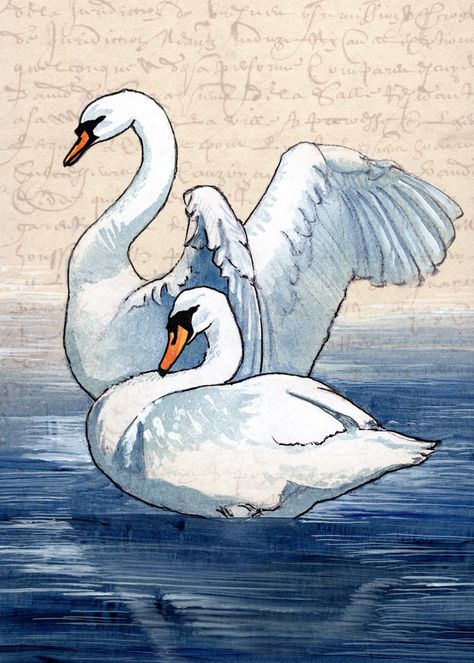 Swan Illustration Vintage, Swan Lake Drawing, Swan Drawings, Swans Drawing, Swan Illustration, Swan Drawing, Vintage Calligraphy, Two Swans, Bird Painting Acrylic