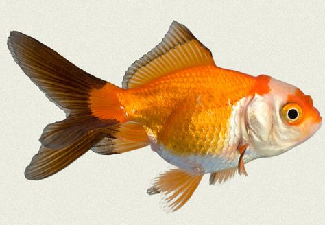 Red Black & White Oranda Fancy Goldfish Fish Photography, Fish Information, Fancy Goldfish, Beautiful Sea Creatures, Water Animals, Pet Rocks, Fish Painting, Fish Print, Fish Art