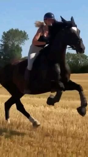 Horse Riding Videos, Funny Horse Videos, Foto Cowgirl, Beautiful Horses Photography, Horse Clipping, Barrel Racing Horses, Funny Horses, Horse Videos, Horse Aesthetic