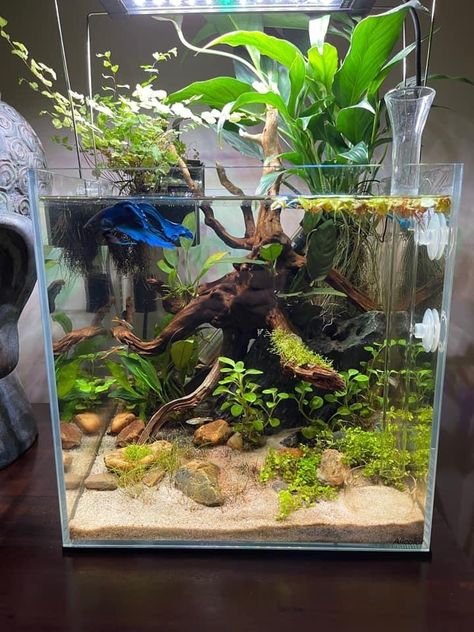 Earthy Fish Tank, Cool Fishtank Ideas, Fish Tank Aquascape, Fish Tanks With Live Plants, Aquarium For Betta Fish, Small Tank Aquascaping, Betta Tanks Ideas, Betta Fish Tank Ideas Plants, Betta Aquarium Ideas Tanks