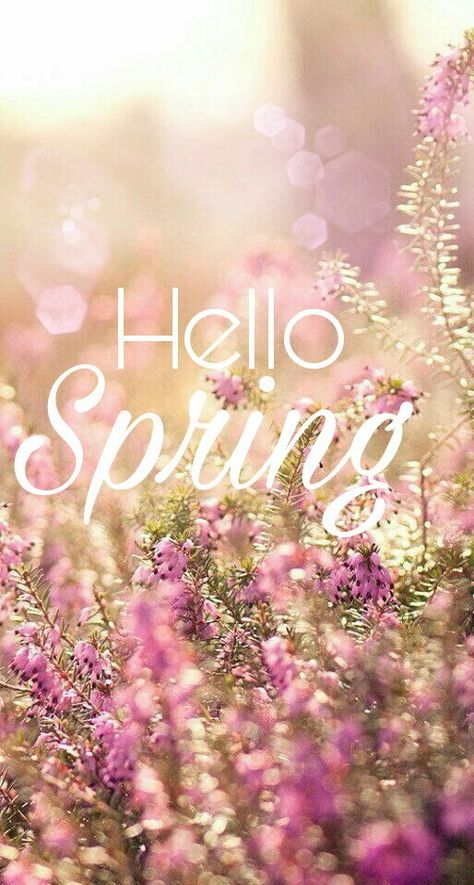 Hello spring Spring Background, Background Ideas, Spring Wallpaper, Hello Spring, Spring Season, Flower Wallpaper, Wallpaper Aesthetic, Art World, Wallpaper Iphone