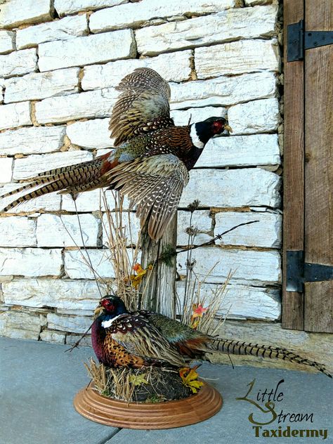 Pheasant mount by Little Stream Taxidermy Pheasant Mounts, Deer Mount Decor, Deer Mount Ideas, Waterfowl Taxidermy, Duck Mount, Bird Taxidermy, Taxidermy Decor, Taxidermy Display, Animal Taxidermy