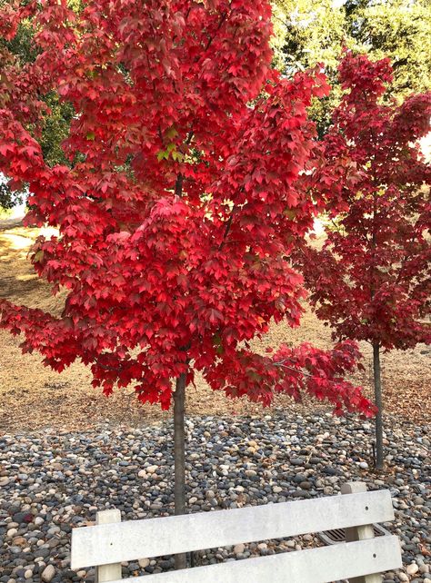 Acer Rubrum, 2024 Moodboard, Fall Wallpapers, Impressionism Painting, Front Yard Garden, Fall Wallpaper, Fall 2024, Well Dressed, Impressionism