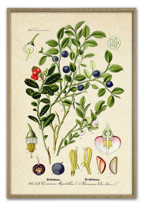 Blueberry Festival, Antique Bird Illustration, Blueberry Print, Fungi Illustration, Illustration Kitchen, Blueberry Plant, Vintage Forest, Forest Plants, Printables Free