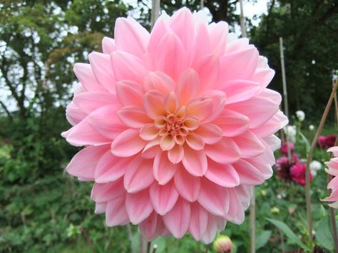 Dahlia 'Karma Prospero' Dahlia Karma Prospero, Breathtaking Flowers, Flower Library, September Flowers, Honey Pot, Dahlia, Flower Pots, Van, Plants