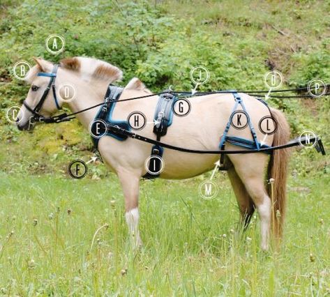 Horse Driving Harness, Pony Cart, Goat Ideas, Horse Driving, Driving Horses, Horse Tack Diy, Style Harness, Horse's Neck, Mini Horses