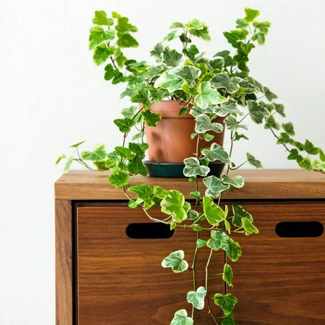 Ivy In Planters, Hanging Ivy Plant, Ivy Plant Indoor Decor, Ivy Bookshelf, English Ivy Indoor, Ivy Houseplant, Indoor Ivy, Ivy Plant Indoor, Ivy Tree