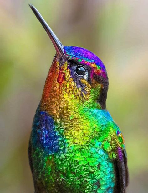 Hummingbird Pictures, Hummingbird Painting, Hummingbird Art, Most Beautiful Birds, Exotic Birds, Pretty Birds, Colorful Birds, Nature Animals, Suho