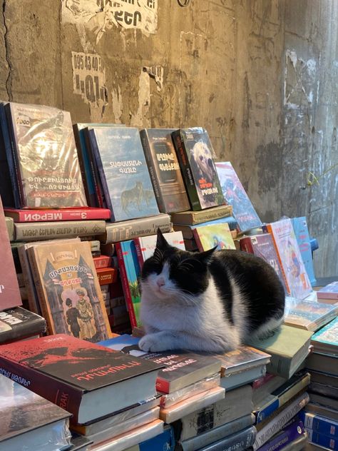 Books And Cats Aesthetic, Cat Book Aesthetic, Cat Couple, Cat Books, Animal Species, Cat Aesthetic, Silly Cats, Cute Creatures, Pretty Cats