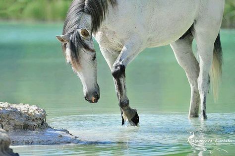 Equine moments Horse Standing, Horse Pics, Most Beautiful Horses, Most Beautiful Animals, Majestic Horse, All The Pretty Horses, Horse Crazy, Horse Life, Equine Photography