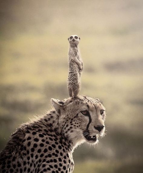 Amazing Animal Pictures, Wild Animals Pictures, Animals Friendship, Pretty Animals, Majestic Animals, Cheetahs, Silly Animals, Cute Wild Animals, Wildlife Animals