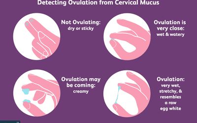 Ovulatory Cycle, Layers Of Clothes, Fertility Awareness Method, Getting Pregnant Tips, Cervical Mucus, Pregnancy Info, Fertility Awareness, Get Pregnant Fast, Menstrual Health