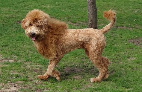 Types of goldendoodle haircuts - goldendoodle haircuts that will make you swoon Lion Cut Dog, Lion Haircut, Goldendoodle Haircuts, Goldendoodle Grooming, Standard Goldendoodle, Mohawk Haircut, Poodle Haircut, Dog Grooming Clippers, Poodle Cuts