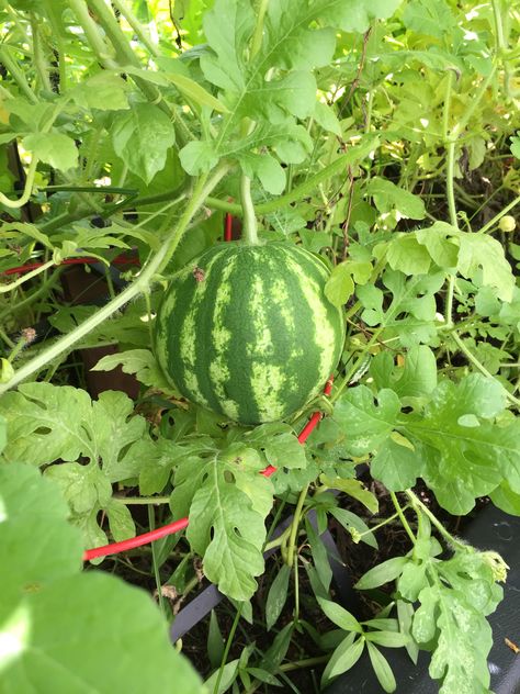 Watermelon at Apple Tree! Watermelon Tree, Apple Tree, Dream House Decor, In The Garden, House Decor, The Garden, Watermelon, Dream House, Fruit