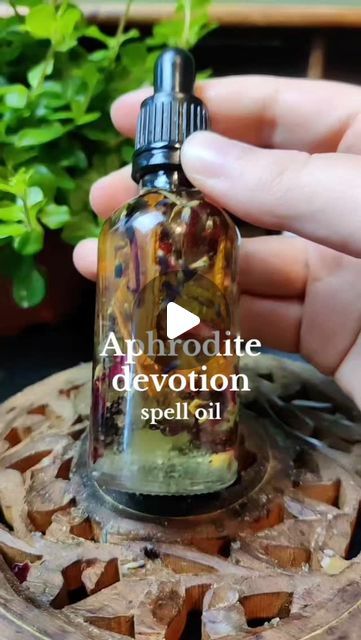 Raven 🌿✨ | Witchcraft Coach on Instagram: "Aphrodite devotion spell oil! 💘✨  You can make this oil as a way to express your reverence and devotion to her. This oil can be used during rituals, prayers, or as an offering, enhancing your spiritual connection with Aphrodite. 🐚  #spelljar #spellwork #spelljartutorial #magicalherbs #witch #witchcraft #witches #magic #herbs #herb #spellwork #spell #greenwitch #witchcraft101 #babywitch #witchtip #witchtok #vvitchtok #witchesofinstagram🔮🌙 #witchesoftiktok🔮🌙 #beginnerwitch101 #beginnerwitch" Aphrodite Herbs, Aphrodite Oil, Glamour Spell, Shadow Book, Witch Crafts, Magic Herbs, Magical Herbs, Witch Spell, Baby Witch