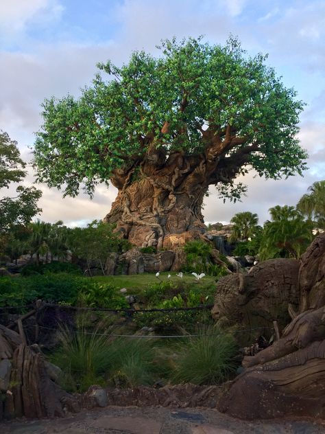 Tree of Life - Disney's Animal Kingdom - Walt Disney World Animal Kingdom Tree Of Life Drawing, Tree Of Life Disney, Animal Kingdom Tree Of Life, Disney Phone Backgrounds, Disney Paintings, William James, Disney Dreams, Disney Life, Disney Dream