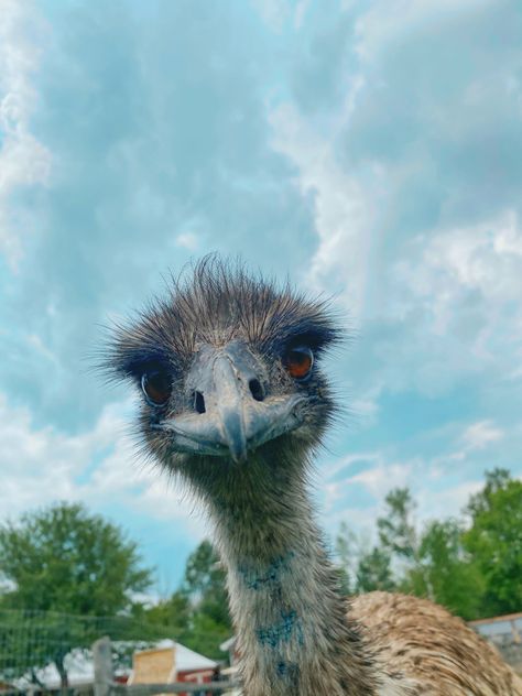 #aesthetic #tiktok #chicken #gardening #emu #farmlife #farmhouse #country #animals #farm #cutepets #cutenessoverload #green #blue #orange Emu Animal, Tiktok Chicken, Emu Bird, Country Animals, Baby Farm Animals, Animals Farm, Aesthetic Tiktok, Farmhouse Country, Emu