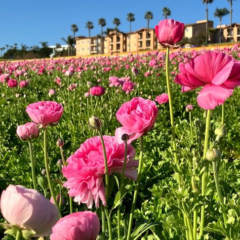 Saturday day @the_flower_fields in Carlsbad🌸 … I can’t believe this was my first time visiting!!! It was so beautiful✨. I definitely recommend checking it out if you haven’t had the chance to yet before the season is over. They have a ton of different events and attractions until May!!! 📌The Flower Fields at Carlsbad Ranch are located at 5704 Paseo Del Norte, Carlsbad, CA, 92008 #theflowerfields #carlsbadcalifornia #carlsbadflowerfields #visitcarlsbad Carlsbad Flower Fields, Carlsbad California, Flower Field, So Beautiful, Check It Out, First Time, Personal Style, Fashion Blogger, I Can