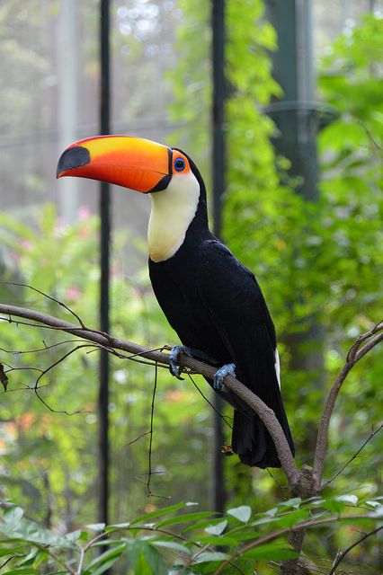 Toucan Photo, Toucan Photography, Toucan Bird, Toco Toucan, Toucan Art, Exotic Bird, Rare Animals, Exotic Birds, Cute Birds